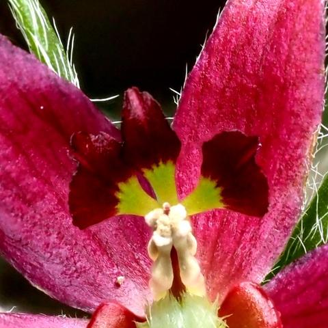 Closeup view of the three petals, each green at base and dark red near tips.