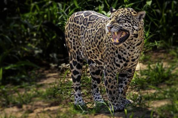 Hey guys, what’s the best destination to see a wild Jaguar? (Relatively safely)