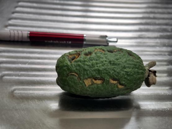A rippled stainless steel bench top with a red/silver pen (for scale) and a textured green feijoa. The feijoa is sort of cylindrical with rounded ends and some brown crescent marks looking like it has had some teeth bitten into it.