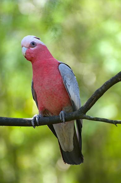Galah, pink parrot, pink cockatoo, curious bird, Galah on a branch, Galah watching humans