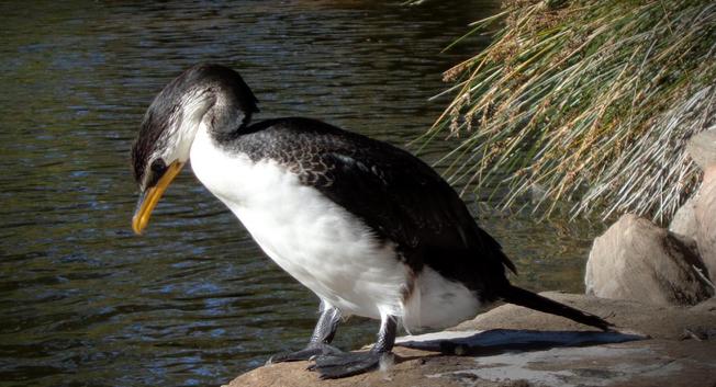 A small pied cormorant sits by the water (C)P.Gamble Photography