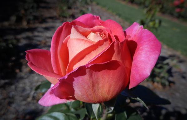 A nice red and pink/peach rose (C)P.Gamble Photography