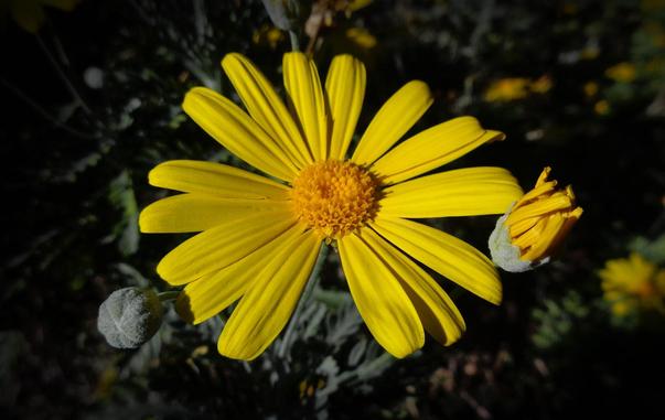 A vibrant yellow flower in the sunlight (C)P.Gamble Photography