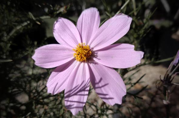 A pink flower with yellow center in the sunlight (C)P.Gamble Photography