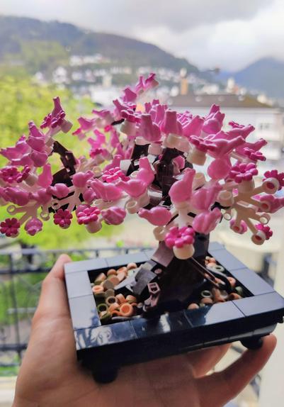 A photograph of a Lego bonsai tree from their botanical collection. The pink cherry blossoms have been attached (actually 101 pink frogs). The background is an overcast spring Bergen seen from an elevated position.