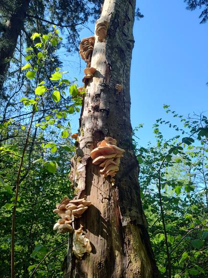A large tree trunk with shelf mushrooms growing all the way up the trunk in little clusters.