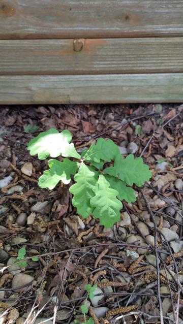 A small oak sapling, just about as tall as the lower part of my shin, with lush green leaves in dappled sunlight.