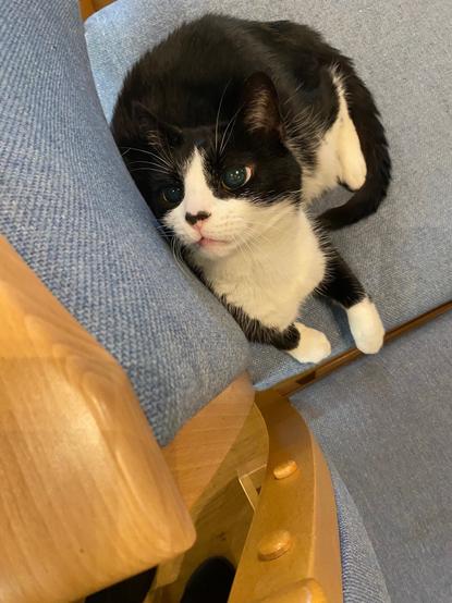 Black and white cat lying on a chair, resting his head on the chair back and looking wide-eyed up at the camera