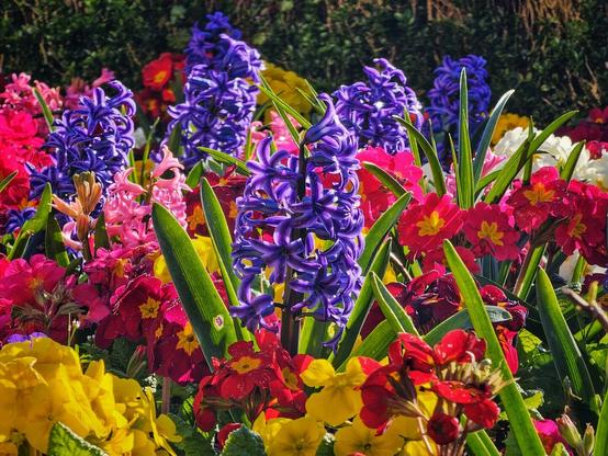 A close-up shot of a vibrant flower bed filled with blooming hyacinths in shades of purple, pink, red, and yellow, interspersed with green leaves.