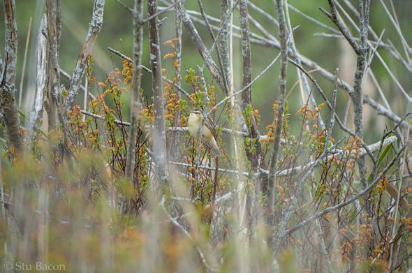 A photograph of a Sedge Warbler perched in a bush. It’s at a distance with blurred reeds in the foreground.