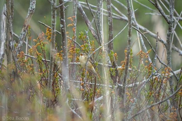 A photograph of a Sedge Warbler perched in a bush, its beak wide open as it sings.