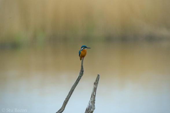 A photograph of a Kingfisher perched on a branch.
