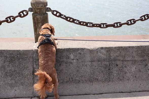 A dog looking out at Lake Ontario over a concrete wall