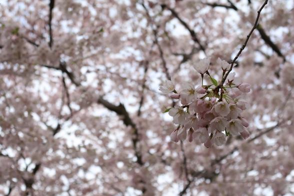 A white and pink cherry blossom tree
