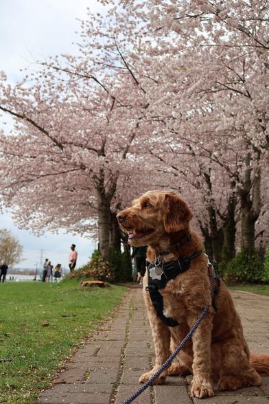 A sitting dog looking away from the camera, underneath a cherry blossom tree.