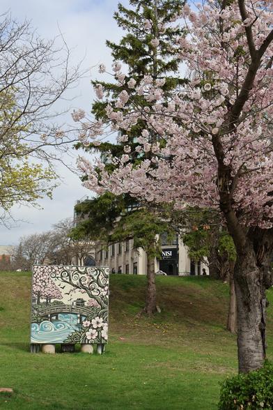 An electrical box with a painting of a bridge over a river underneath a cherry blossoms tree. The electrical box is underneath a real cherry blossom tree.