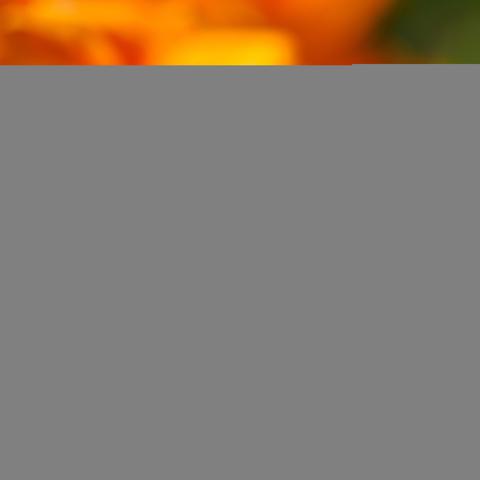Close up of a cluster of tiny purple and white scorpionweed flowers on green stalks, against a background of bright orange out of focus California Poppies.