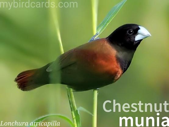 🌏 Chestnut munia (Lonchura atricapilla) 

The chestnut munia, also known as the black-headed munia, is a small finch with a stubby grey-blue bill and a black head. Its body is primarily brown, with a brick-red patch on the lower back visible in flight. Some subspecies also have a black belly. Sexes are similar, while juveniles are uniformly pale brown without the dark head. This gregarious bird is found throughout Southeast Asia, frequenting open grasslands and cultivated areas, especially rice paddies. They feed mainly on grains and seeds and build large, dome-shaped nests in bushes or tall grass, laying 4-7 white eggs. At least ten subspecies are recognised.

Conservation status: Least Concern (IUCN 3.1)

📷: Photo by vinsky2002 via Pixabay https://pixabay.com/photos/chestnut-munia-male-outdoor-perch-4322444/

HHFP