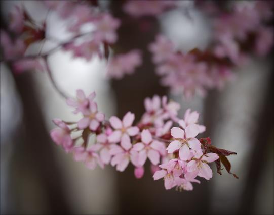Close-up photograph of cherry blossoms. Blurred blossoms and tree trunks are visible in the background. © Nika Potinkara