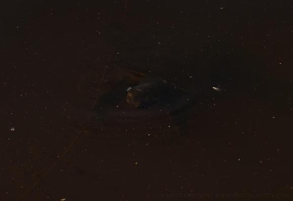An aquatic tortoise sitting just below the surface of the water, its back half lost in the gloom of the tannin-stained water.
