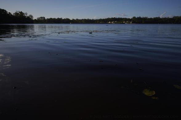 A photo of a reservoir in the late afternoon. The view points down towards the water, the tree-lined horizon is near the top of frame. Waterbirds can be seen amongst the lillypads in the midground. In the foreground, many small triangles can be seen poking out of the water, the snouts of tortoises watching us  from under the water.