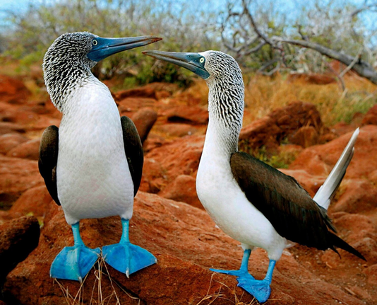 Two Blue-Footed Boobies doing the boobie dance.