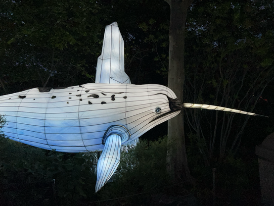 Side view of same narwhal