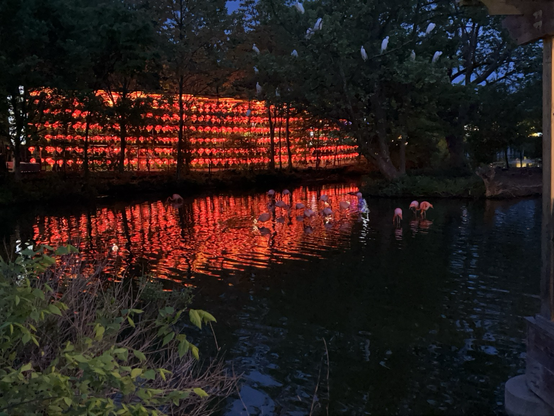 Red lantern walkway from outside, reflecting in the lake. There are flamingos in the water.