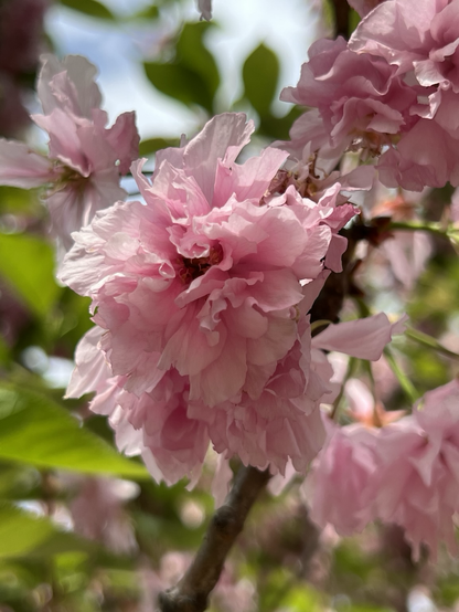 Close-up of cherry blossoms at the Brooklyn botanic Garden