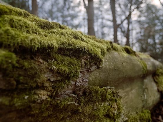 A mossy log with a portion of the bark missing on the right side of the image.