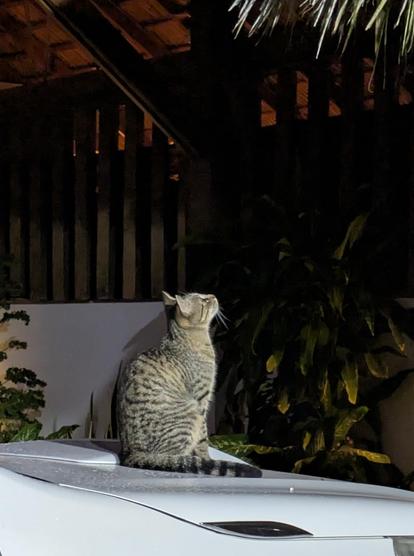 A brown and black tabby cat sitting on the hood of a car in the dark and looking up at some overhanging thatch.