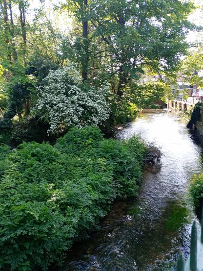 The river Stour in Canterbury as part of an old mill river. Lots of bushes and trees on the left, on the right of the river is a wall.
