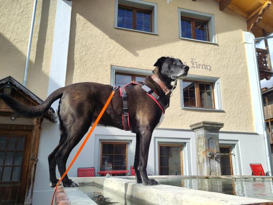 Foto. Ein schwarzer Hund auf einem Brunnen.