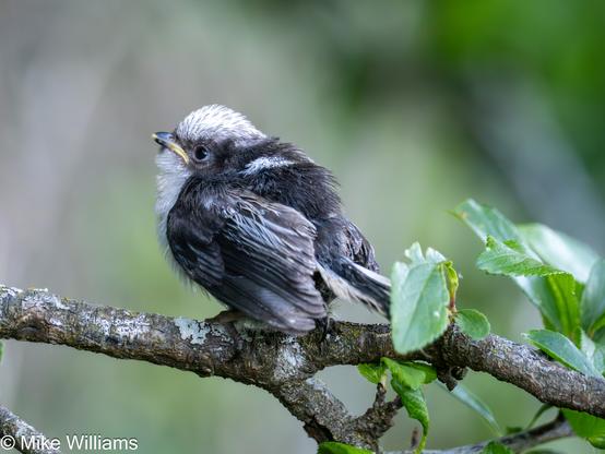 A Long-tailed Tit fledgling, a small, cute black and white bird, perched on a tree branch