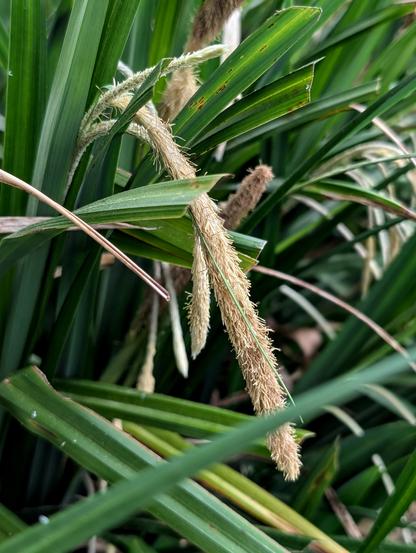 Nahaufnahme der Blütenstände mit klar sichtbaren männlichen Ähren.
A close-up of the flower spikes with clearly visible male inflorescences.