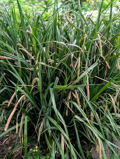 Dichte Pflanzengruppe der Hängenden Segge mit langen, dunkelgrünen Blättern und überhängenden, beigefarbenen Blütenähren. 

Dense clump of Weeping Sedge with long, dark green leaves and drooping, beige flower spikes.
