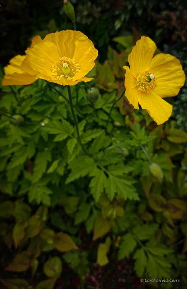 Three bright yellow poppies bloom amid a plethora of various leafy plants.  You can see inside the flowers, with their yellow stamens, bright green ovary and white pistil sitting atop the soon-to-be seed pod like a crushed white hat.