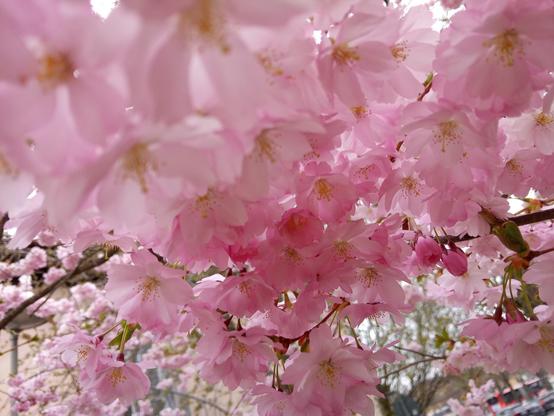 Pink cherry blossoms on twigs.