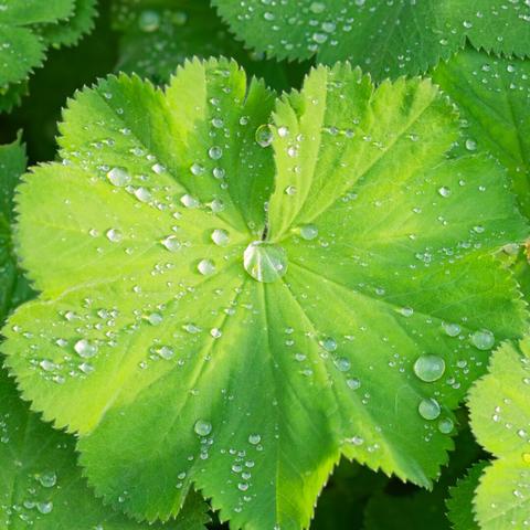 the leaf of a lady's mantle after a rain