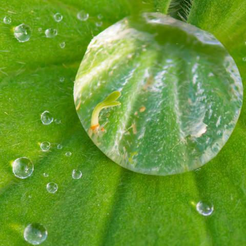 In the middle of the leaf is a large drop with a plant seedling