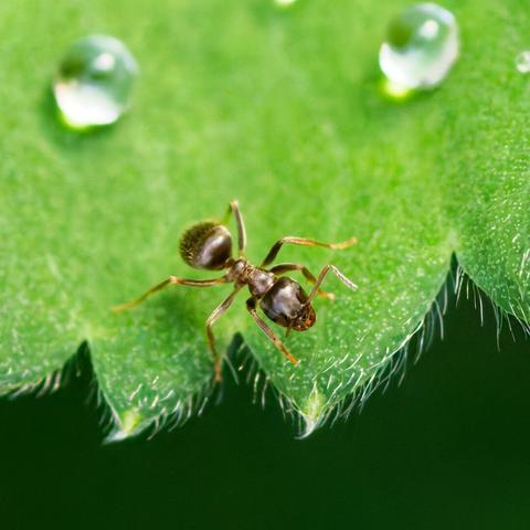 A wood ant on a lady's mantle
