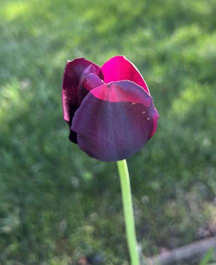 A purple/red tulip, backlit by afternoon sun. The upper tips of the petals are fuschia colored, the lower part of the flower is in shade, so it’s purple.