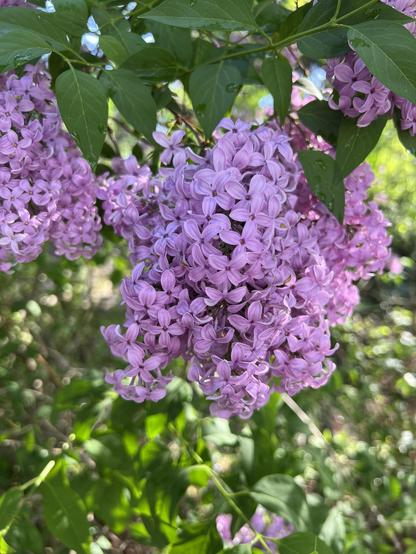 a mass of lilac flowers clustered on one branch. They are medium-lilac in hue (not deep purple, and not pale either)
