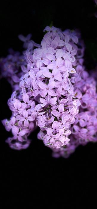 the same clump of lilac flowers, with a different light setting on the camera, so the background appears black