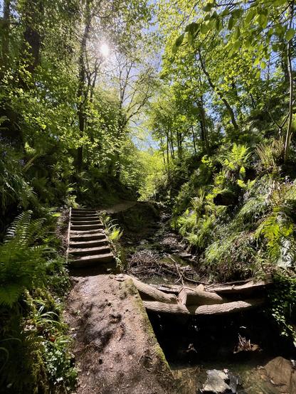 Stream through woodland
