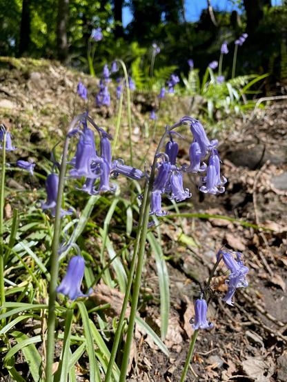 Bluebells