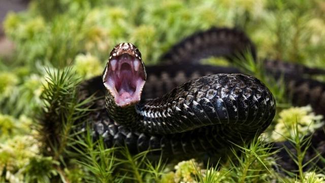 Man bitten hundreds of times by snakes could help scientists create ultimate antivenom