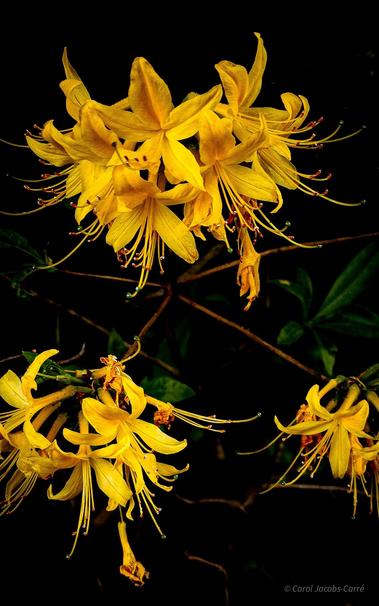 Three bright golden-yellow clusters of azaleas glow among their dark foliage. The flowers have 5 petals, looking like idealized stars. Their yellow stamens have red and brown tips. Their pistils are also long and yellow, with a turquoise green tip.
