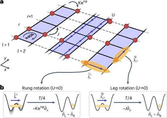 Strongly interacting Meissner phases in large bosonic flux ladders
