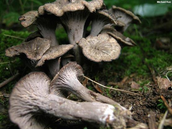 Craterellus foetidus mushroom image.